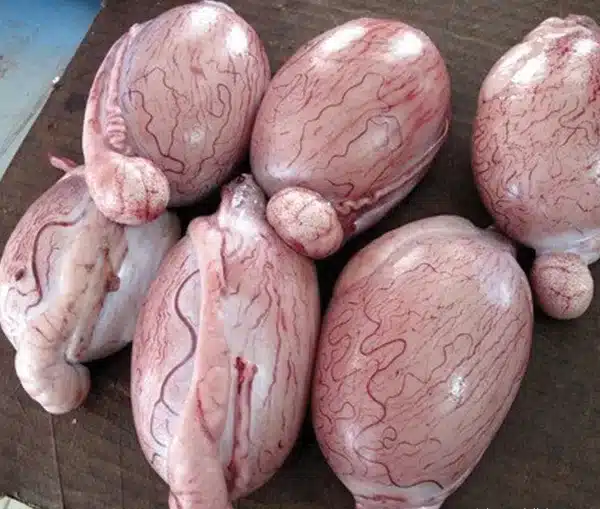 Rocky Mountain Oysters Raw